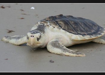 Some Sea Turtle Species Thrive While Others Decline, Says FWC