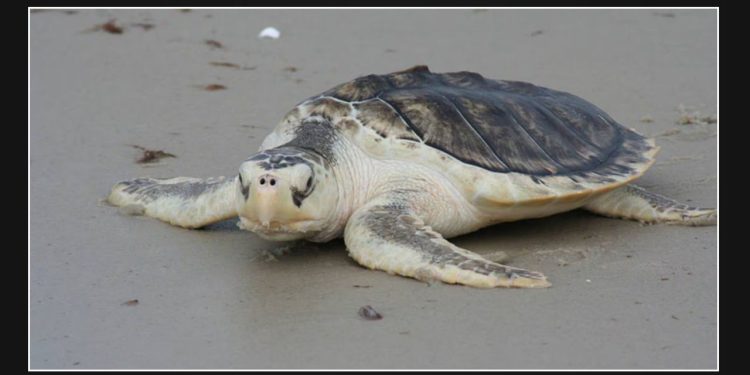 Some Sea Turtle Species Thrive While Others Decline, Says FWC