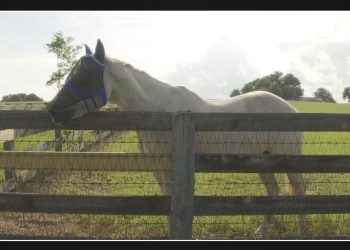 Horse virus outbreaks documented throughout North Central Florida