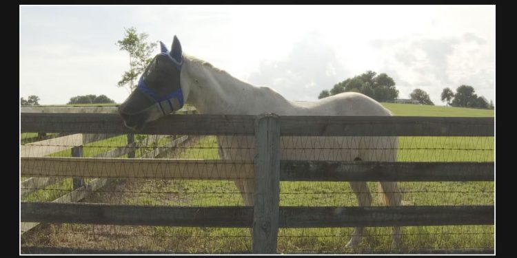 Horse virus outbreaks documented throughout North Central Florida