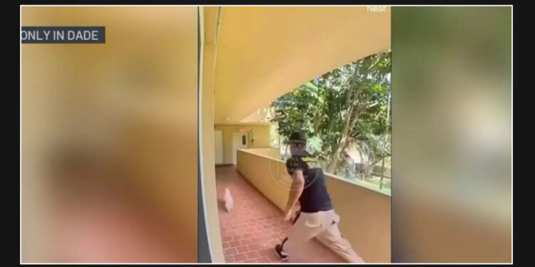 Police arrest man caught on viral video kicking dog in Only in Dade footage