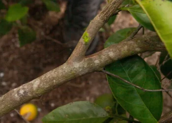 Algal Spot Emerges as a Growing Issue in Florida's Citrus Groves