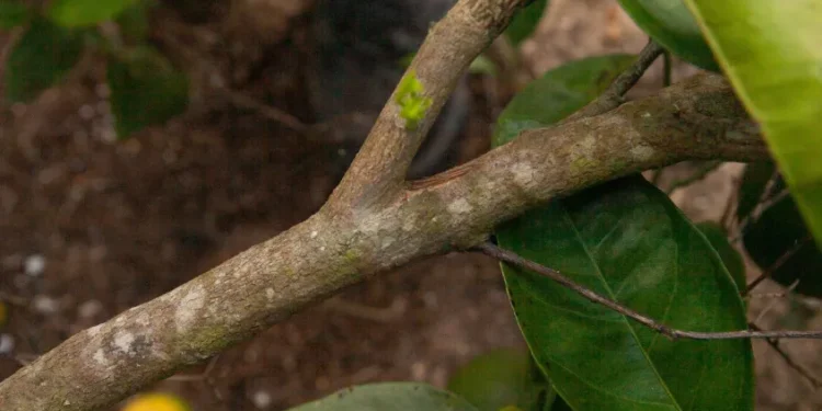 Algal Spot Emerges as a Growing Issue in Florida's Citrus Groves